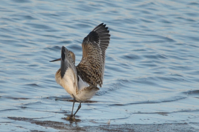 Bar-tailed Godwit
