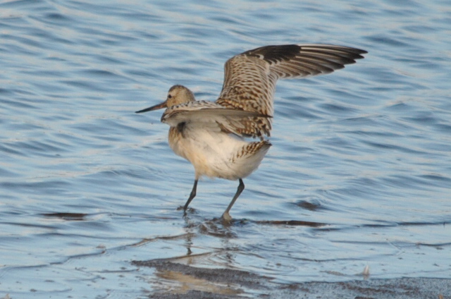Bar-tailed Godwit
