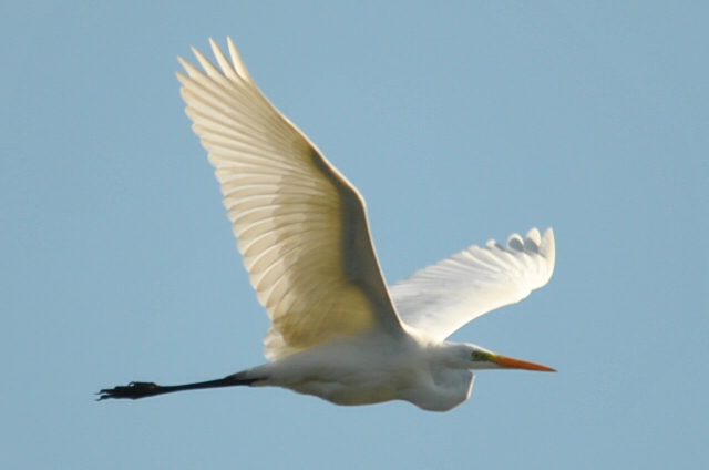 Great White Egret