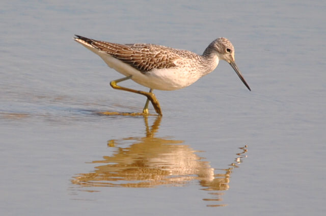 Greenshank