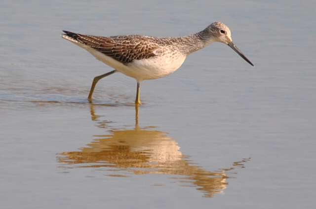 Greenshank