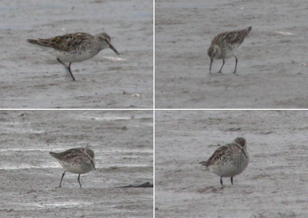 White-rumped Sandpiper