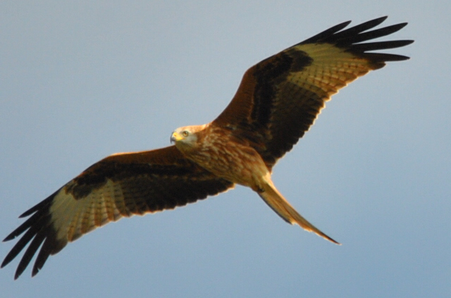 Red Kite