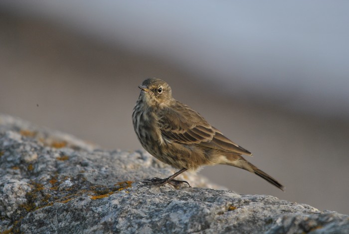 Rock Pipit