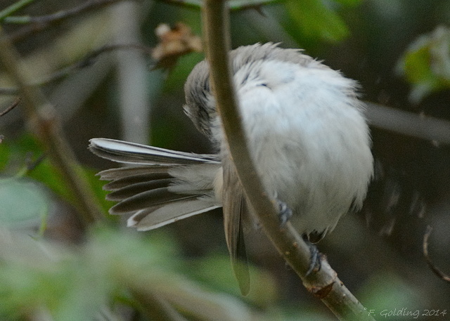 Siberian Lesser Whitethroat