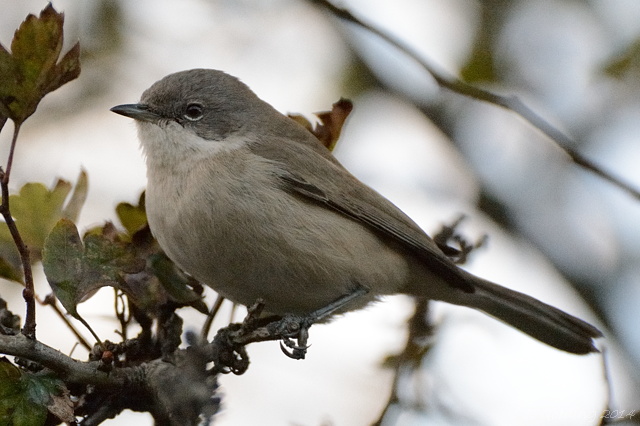 Siberian Lesser Whitethroat
