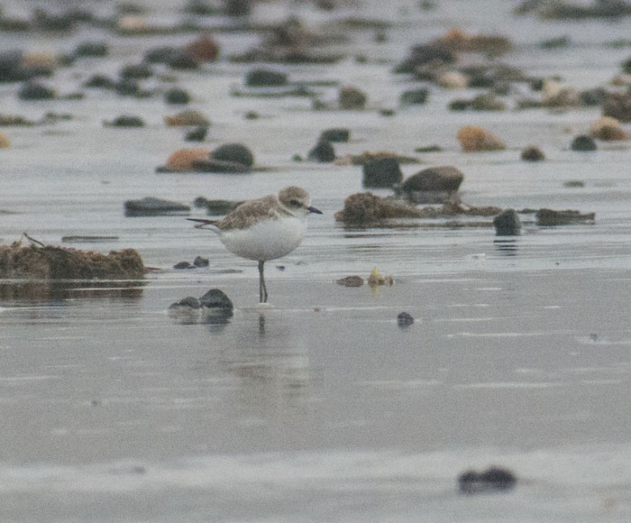 Kentish Plover