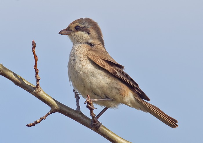 Isabelline Shrike