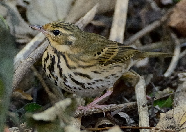 Olive-backed Pipit