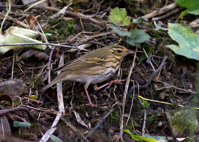 Olive-backed Pipit