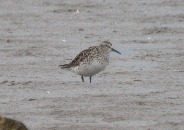 White-rumped Sandpiper