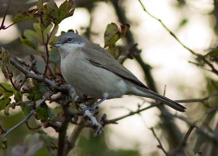 Siberian Lesser Whitethroat