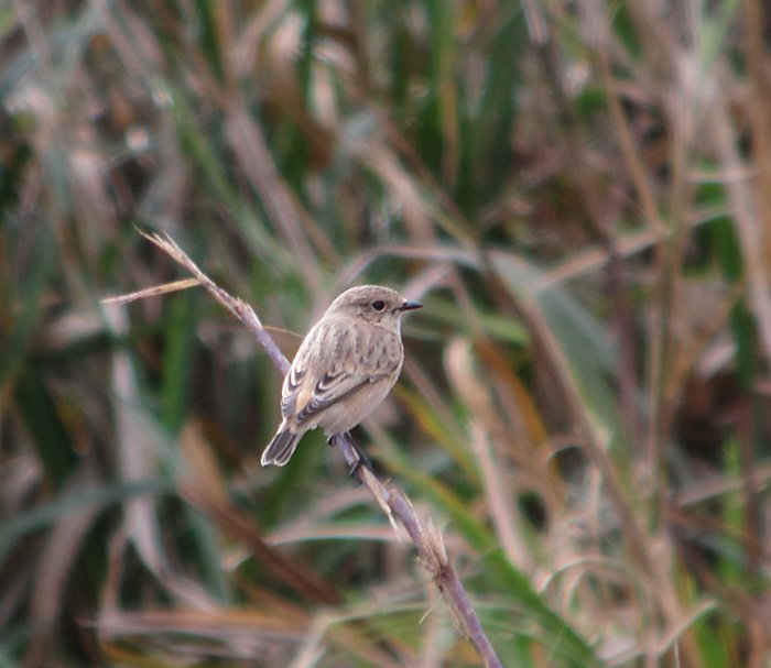 Siberian Stonechat