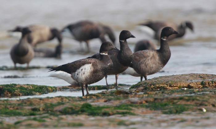 Black Brant