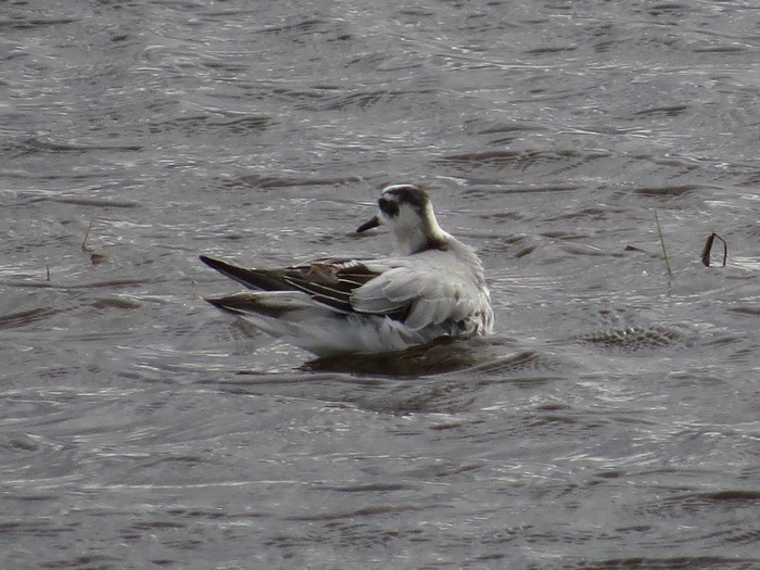 Grey Phalarope