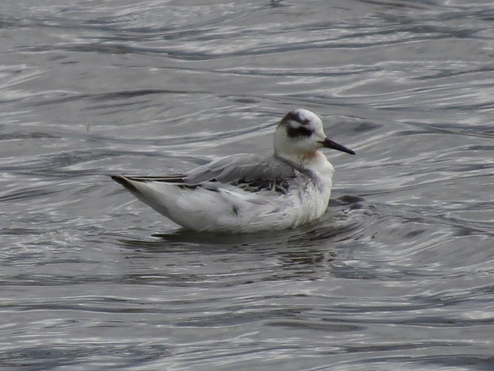 Grey Phalarope