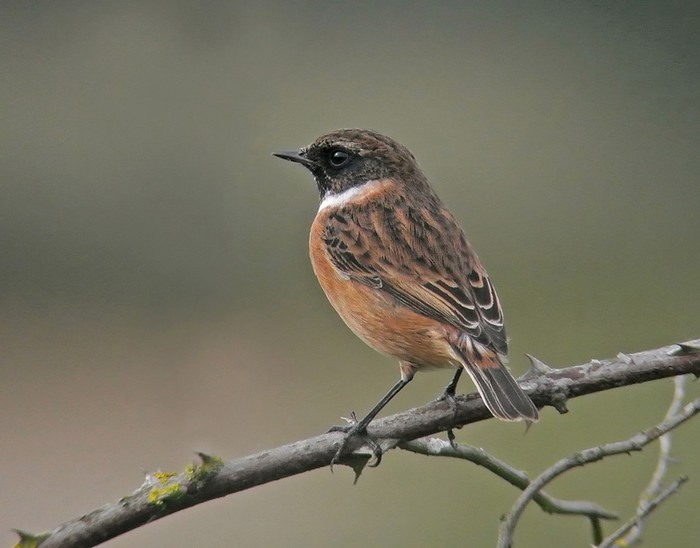 Stonechat