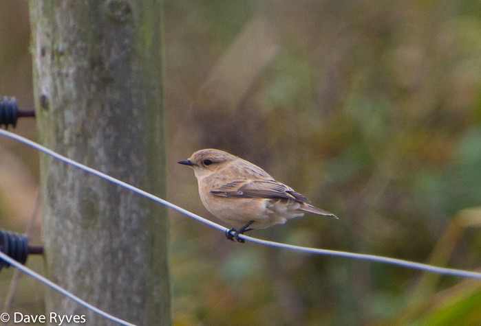 Siberian Stonechat