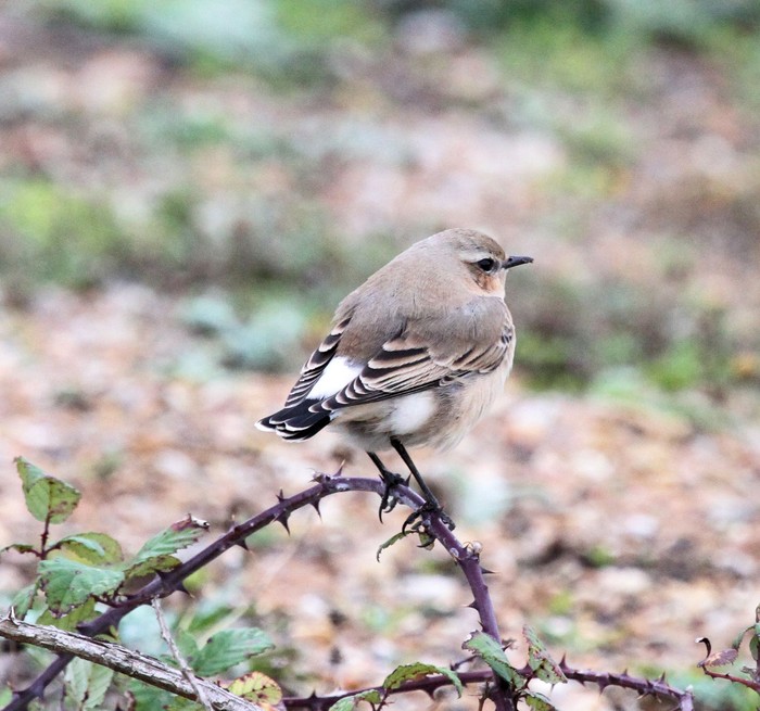 Wheatear