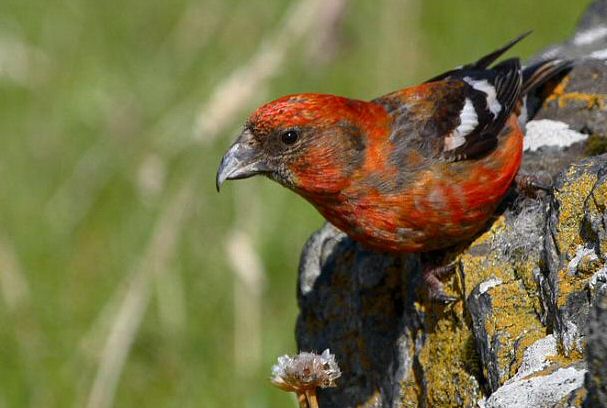 Two-barred Crossbill