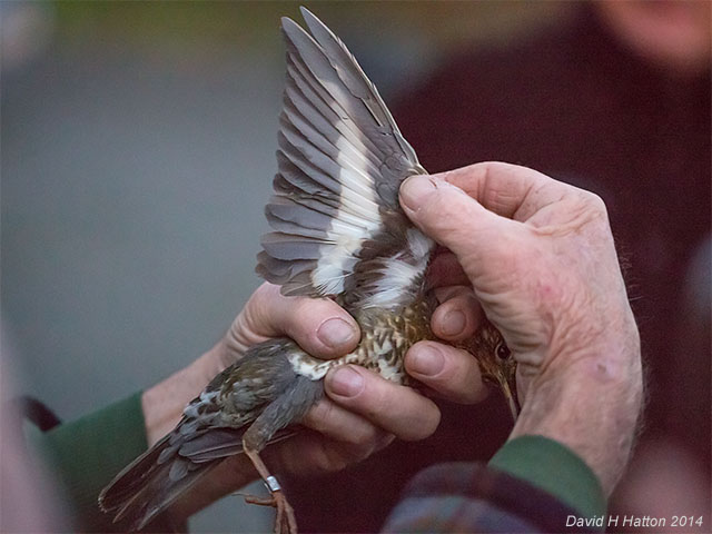 Siberian Thrush