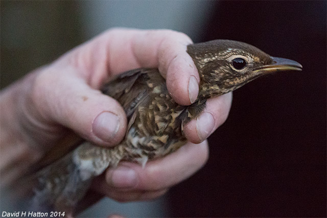 Siberian Thrush