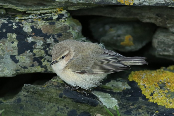 Siberian Chiffchaff