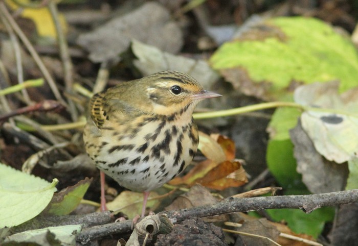 Olive-backed Pipit