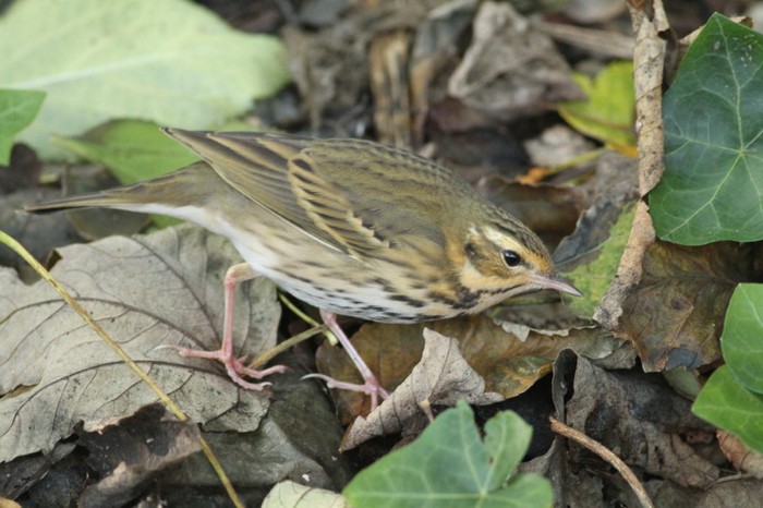 Olive-backed Pipit