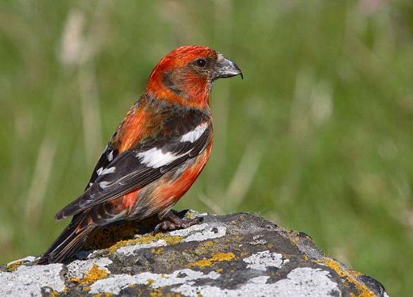 Two-barred Crossbill