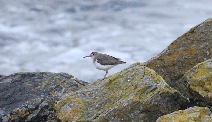 Spotted Sandpiper