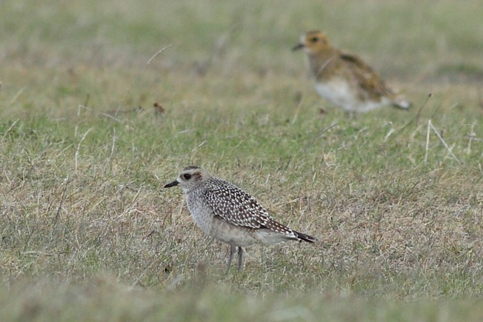 American Golden Plover