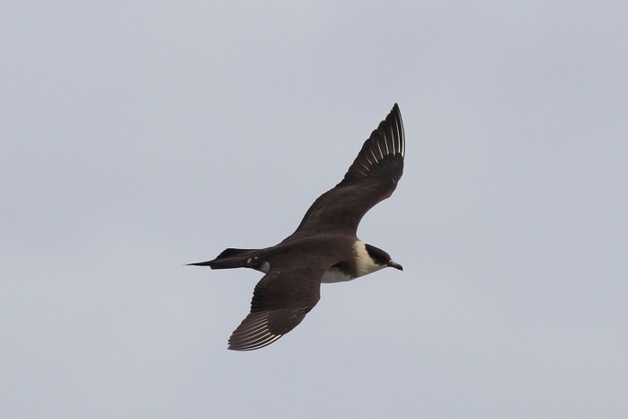 Arctic Skua