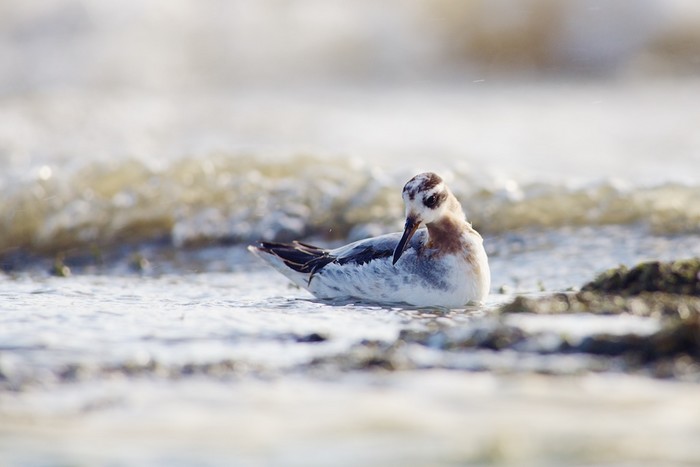 Grey Phalarope
