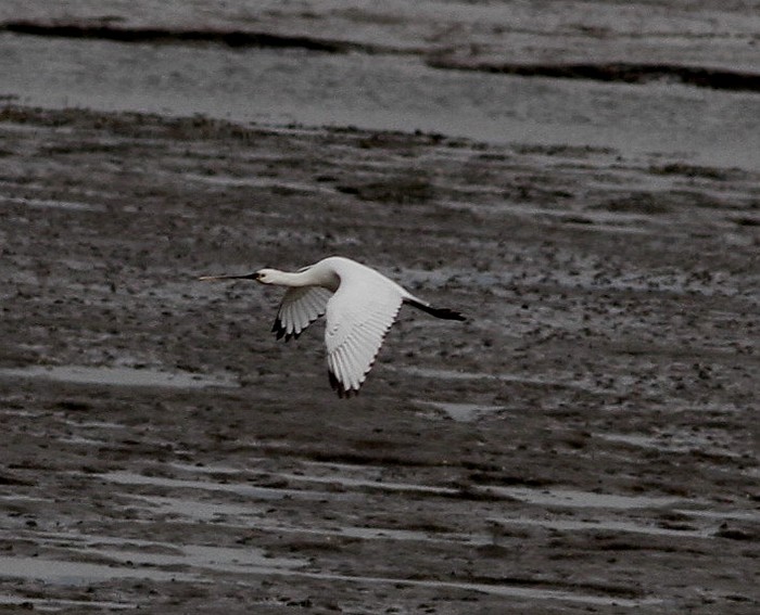 Spoonbill