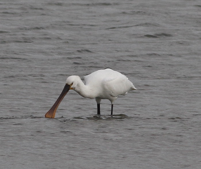 Spoonbill