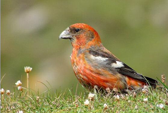 Two-barred Crossbill