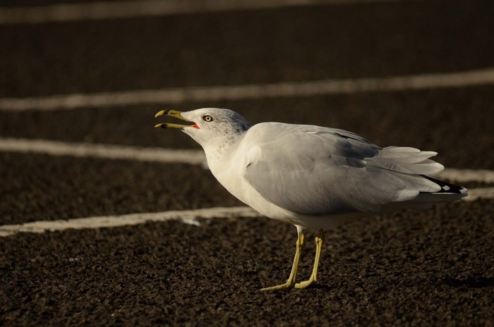 Ring-billed Gull