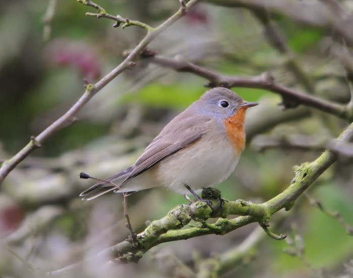 Red-breasted Flycatcher