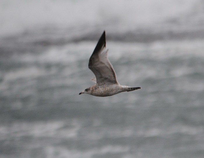 Ring-billed Gull