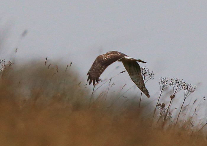 Hen Harrier