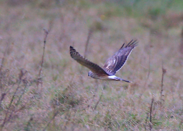 Hen Harrier