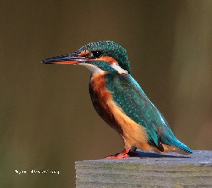 Kingfisher