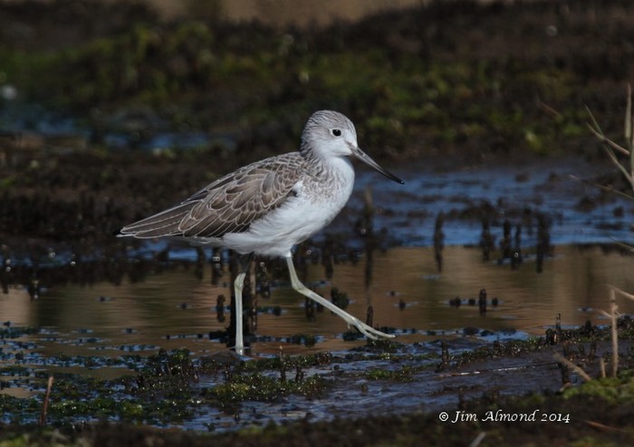 Greenshank