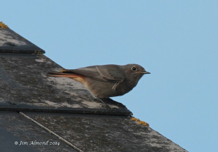 Black Redstart