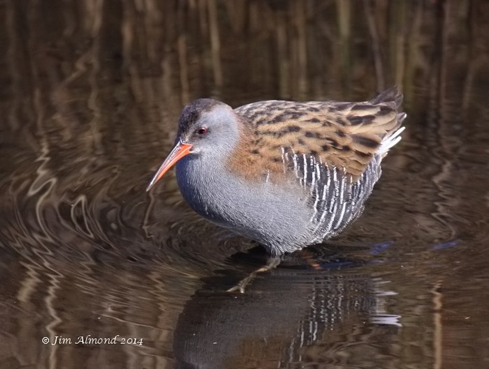 Water Rail