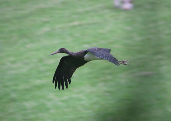Black Stork