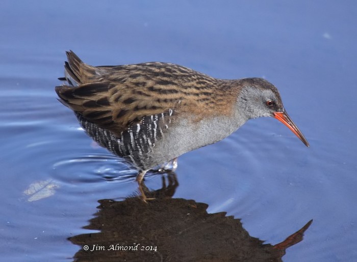 Water Rail
