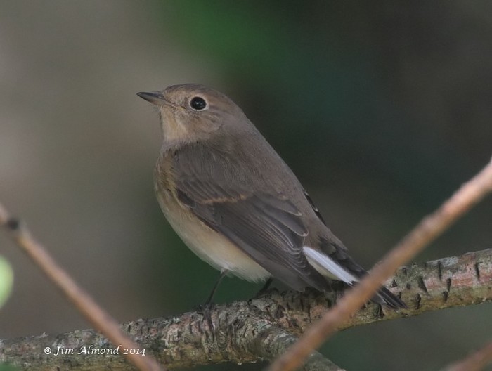 Red-breasted Flycatcher