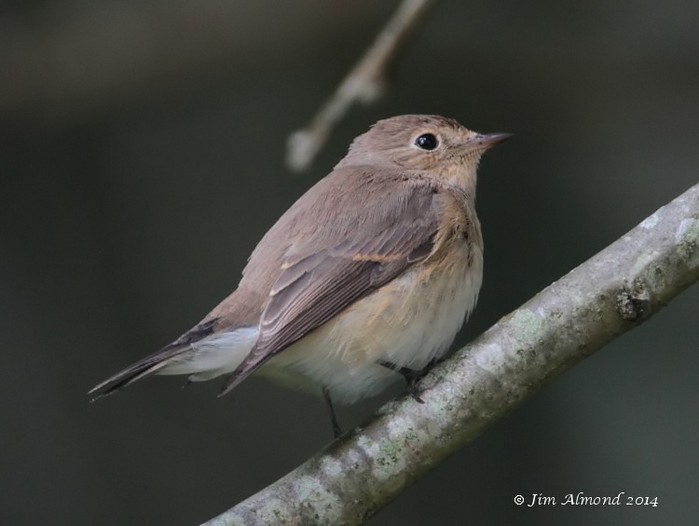 Red-breasted Flycatcher